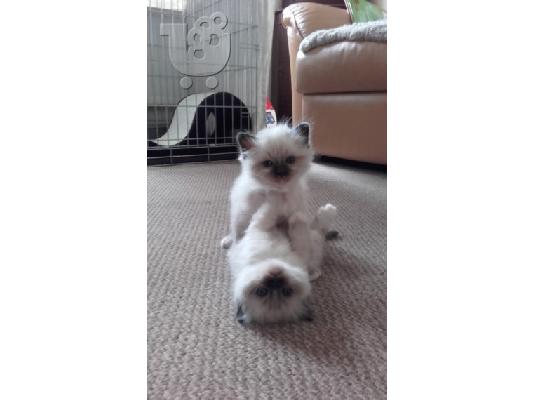 birman x ragdoll